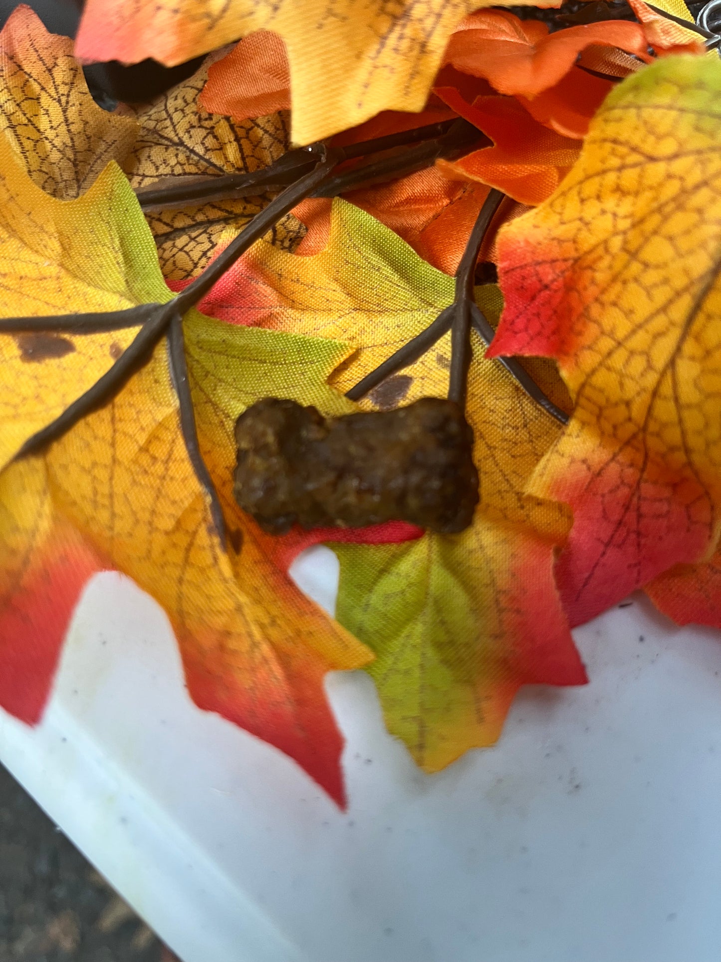 Beefy Bites - Protein-Packed, Grain-Free Beef Treats